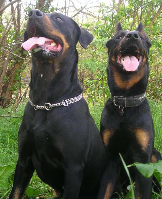 CIOBANESC DE BEAUCE-BEAUCERON